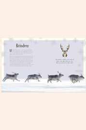 An Anthology of Christmas - Strawberries & Cream - Ingrid Lewis - Designer 
Educational poster about reindeer with illustrations and text.